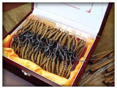 静海冬虫夏草回收